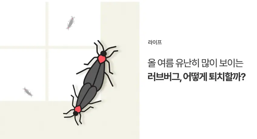 러브버그-퇴치방법