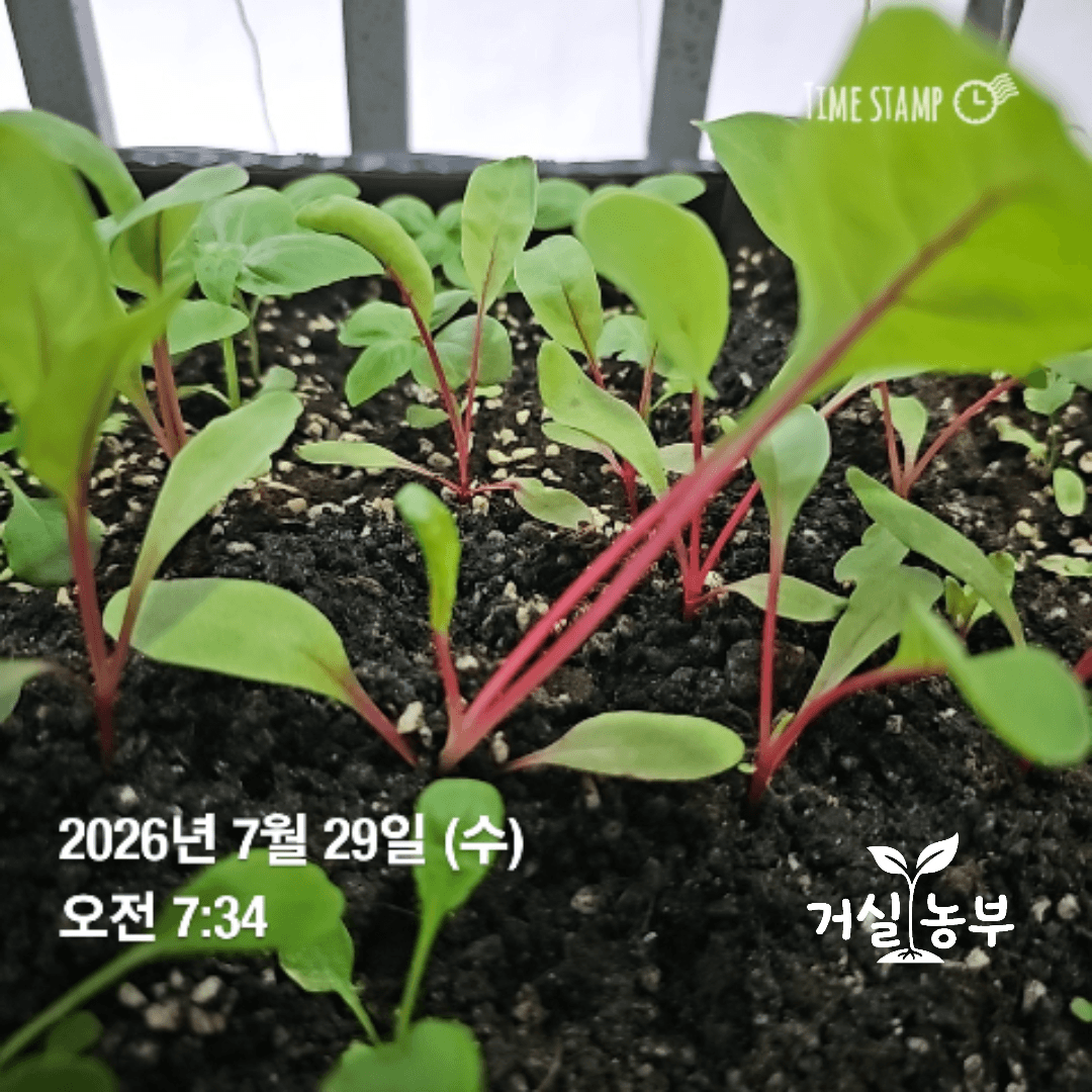 베란다 화분에서 어린 줄기가 약하지만 새잎을 만들며 자라는 근대