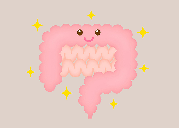 건강한-장의-모습