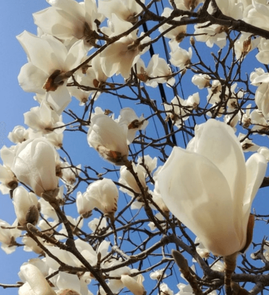 천리포수목원 가든하우스 