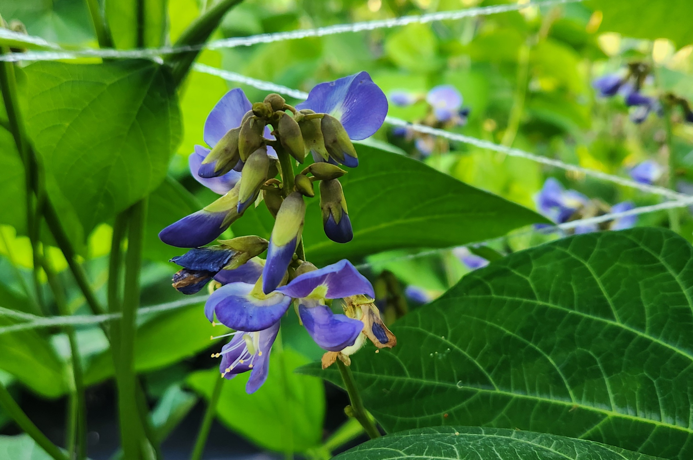 풋강낭콩꽃차 재료로 사용된 직접 촬영 사진 &ndash;