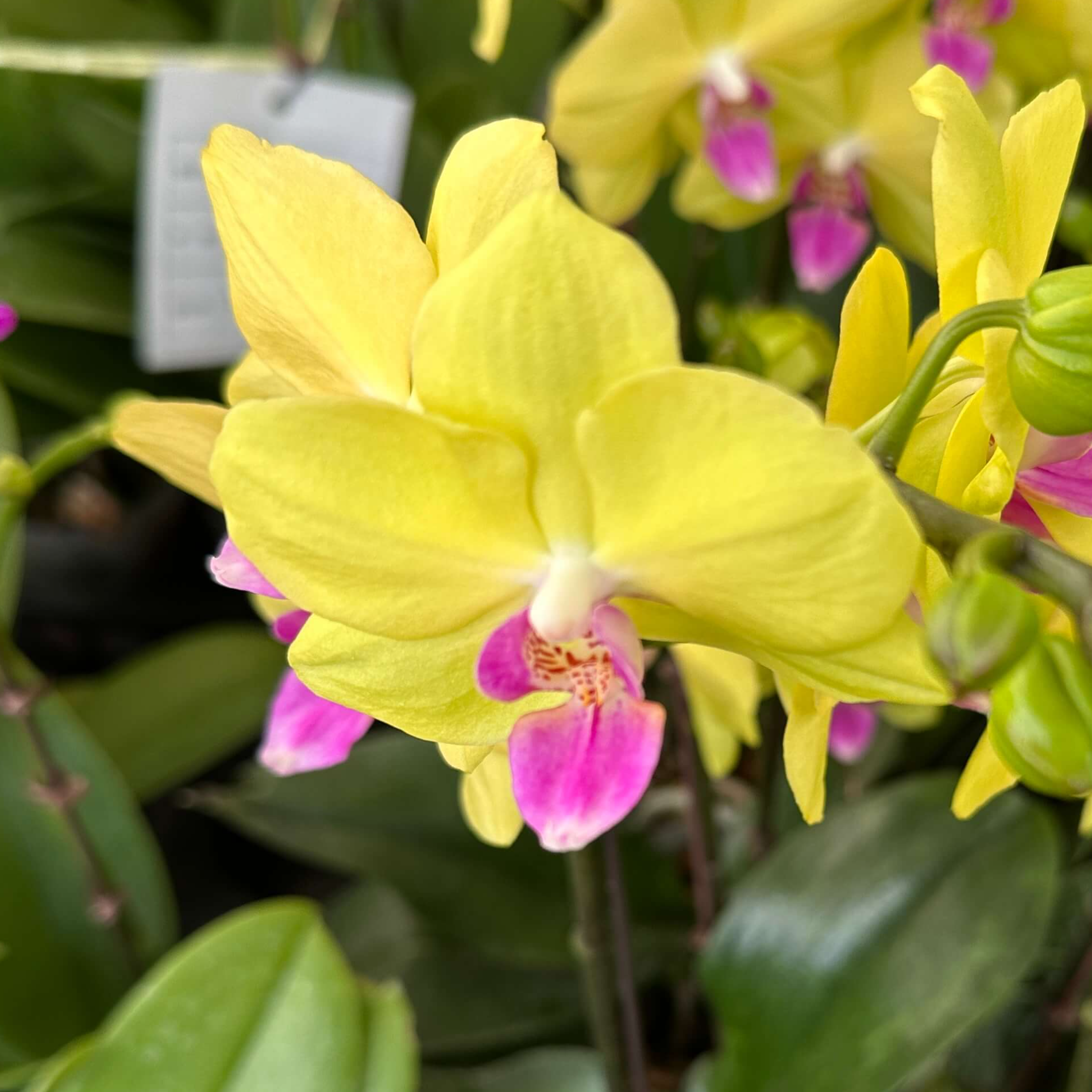 호접란 키우는 법