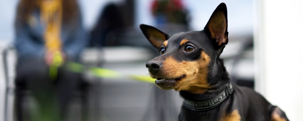 강아지 훈련 시키는 방법 27