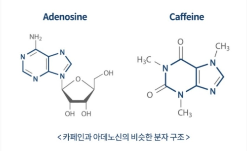 아데노신 수용체 사진