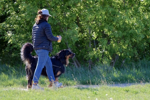 반려동물 배변 관리