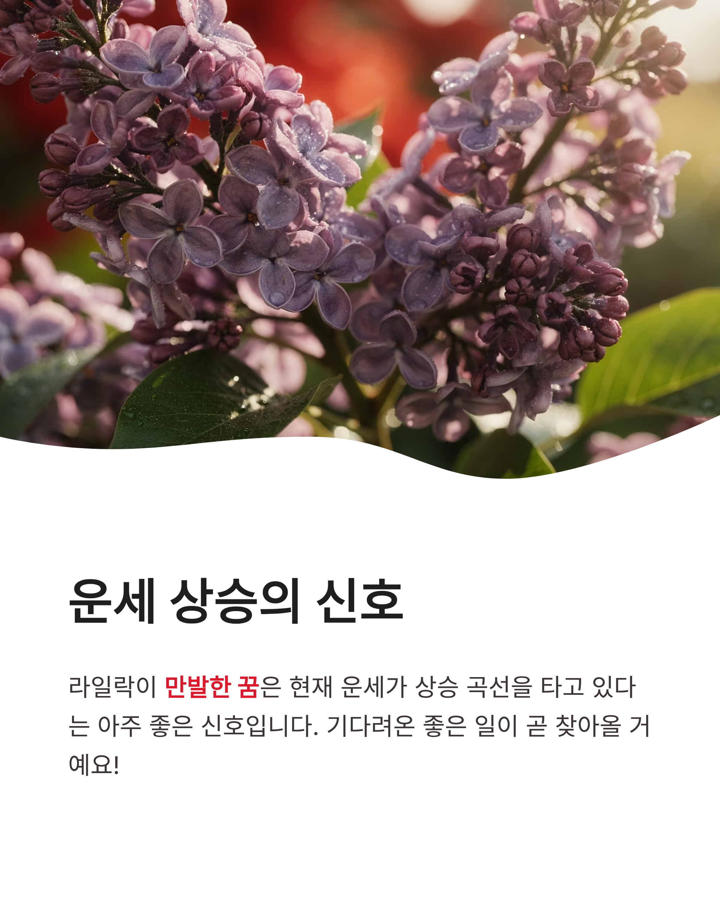 라일락 꽃 꿈 해몽 태몽 보라색 흰색 꿈 풀이 향기로운 행운의 상징 정리