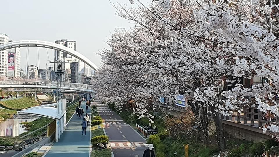 벚꽃이 활짝 핀 거리를 시민이 즐기고 있다.