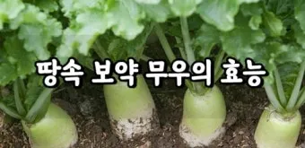 무우 효능 부작용 섭취 방법_12