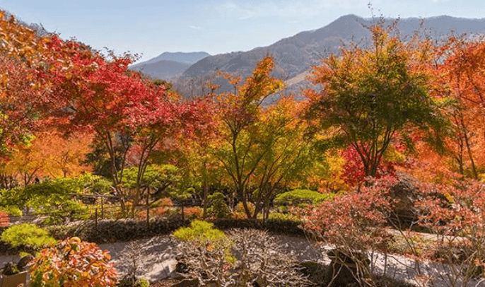 화담숲 입장권 예매, 모노레일 탑승, 환불 규정까지 완벽 가이드.