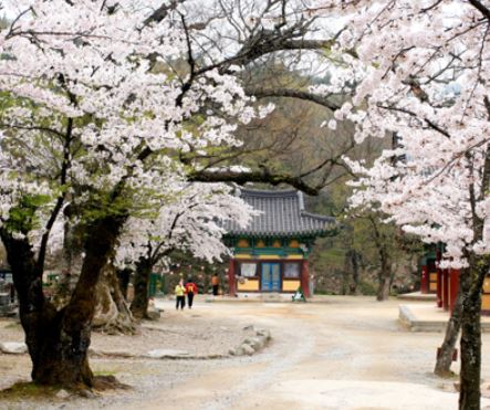 김제 벚꽃 명소