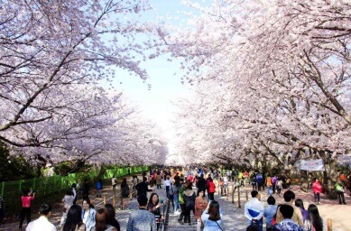 진해 군항제 일정