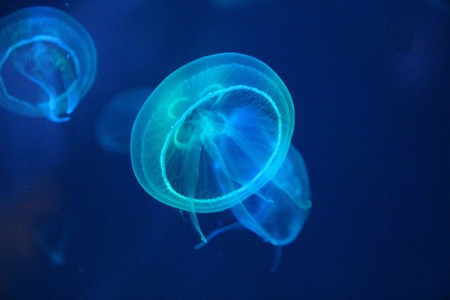 해파리9