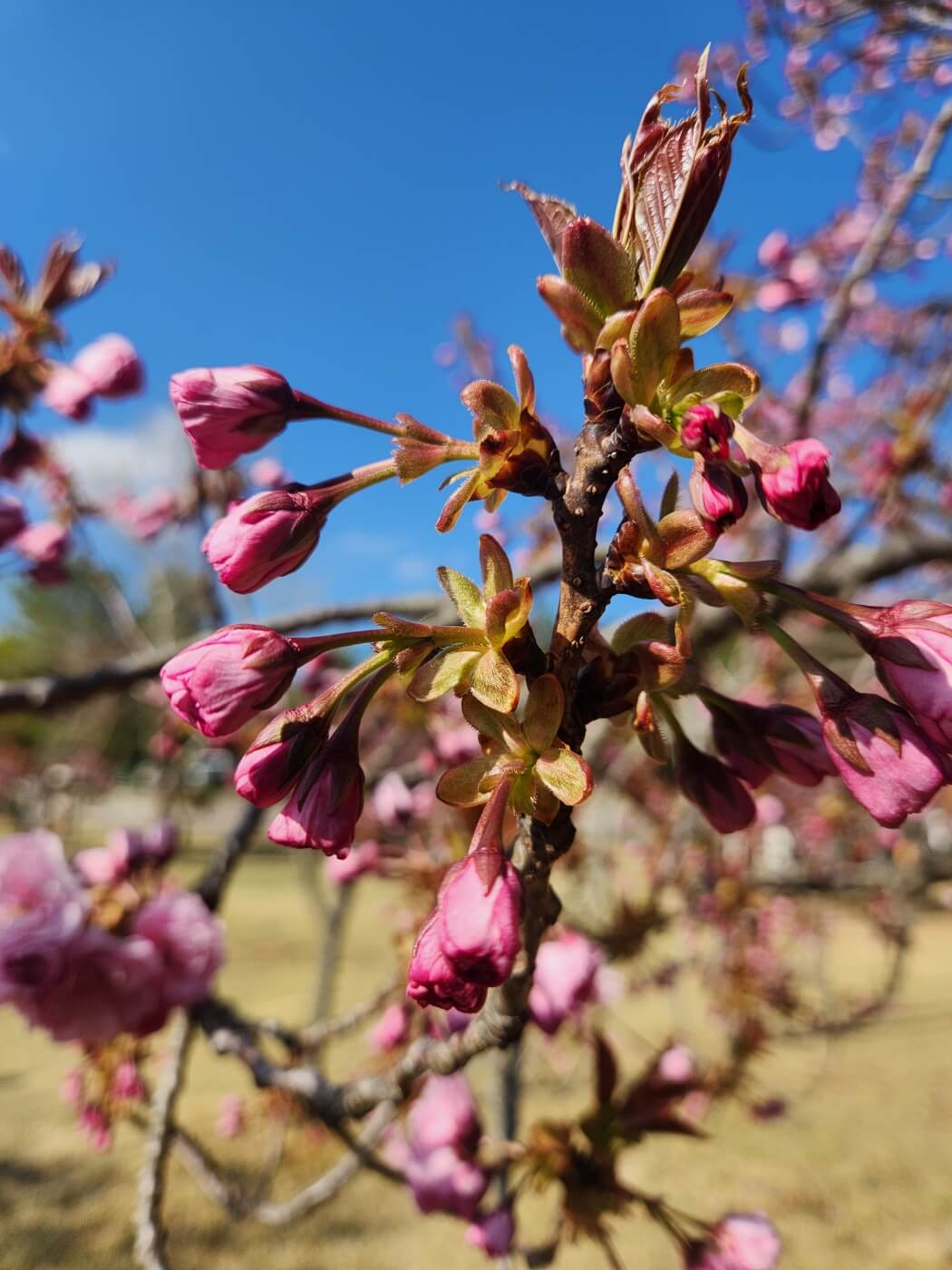겹벚꽃4월15일자