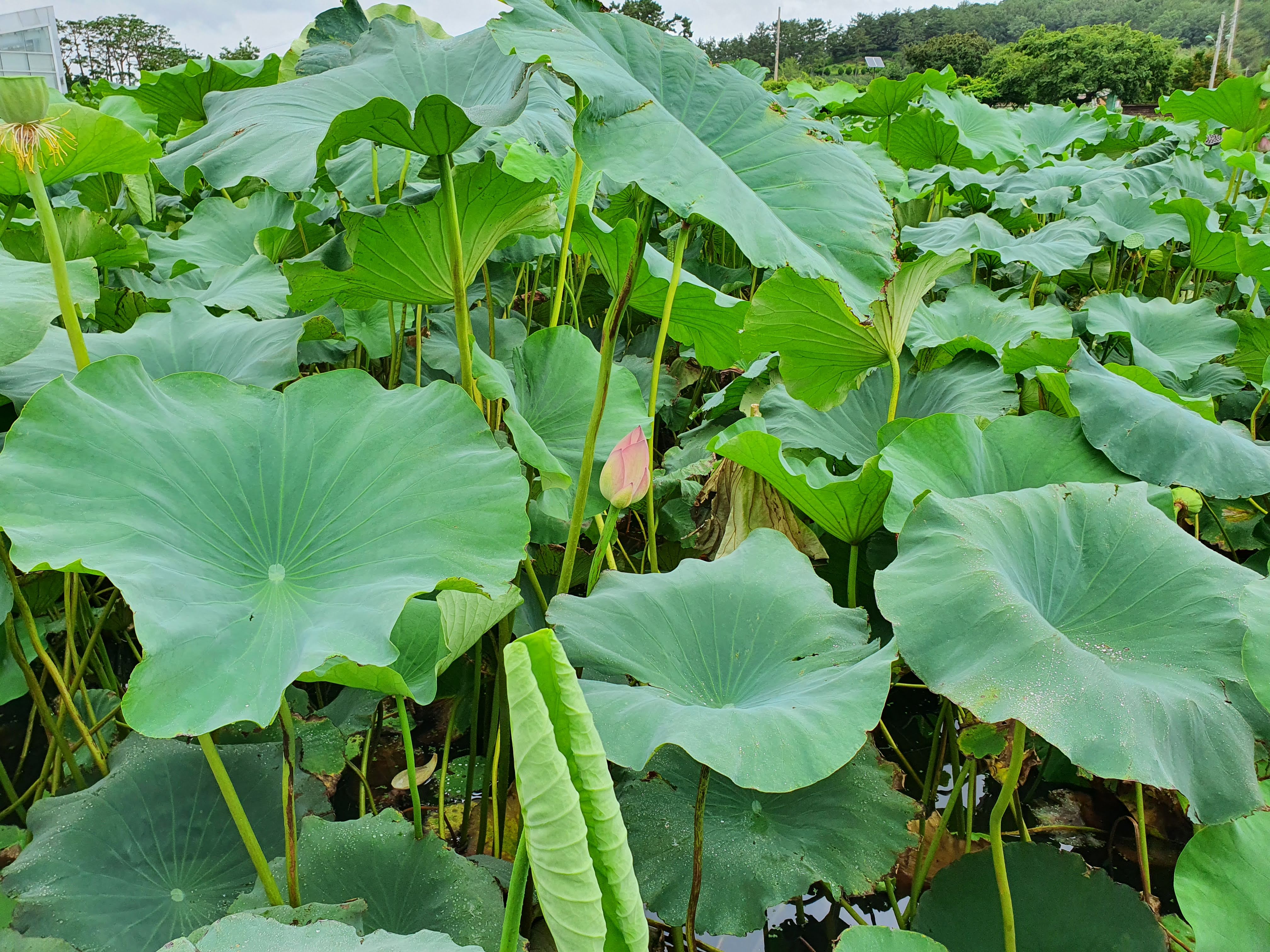 무안 특산물