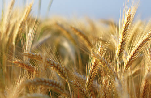 변비에 좋은 음식 변비해결방법