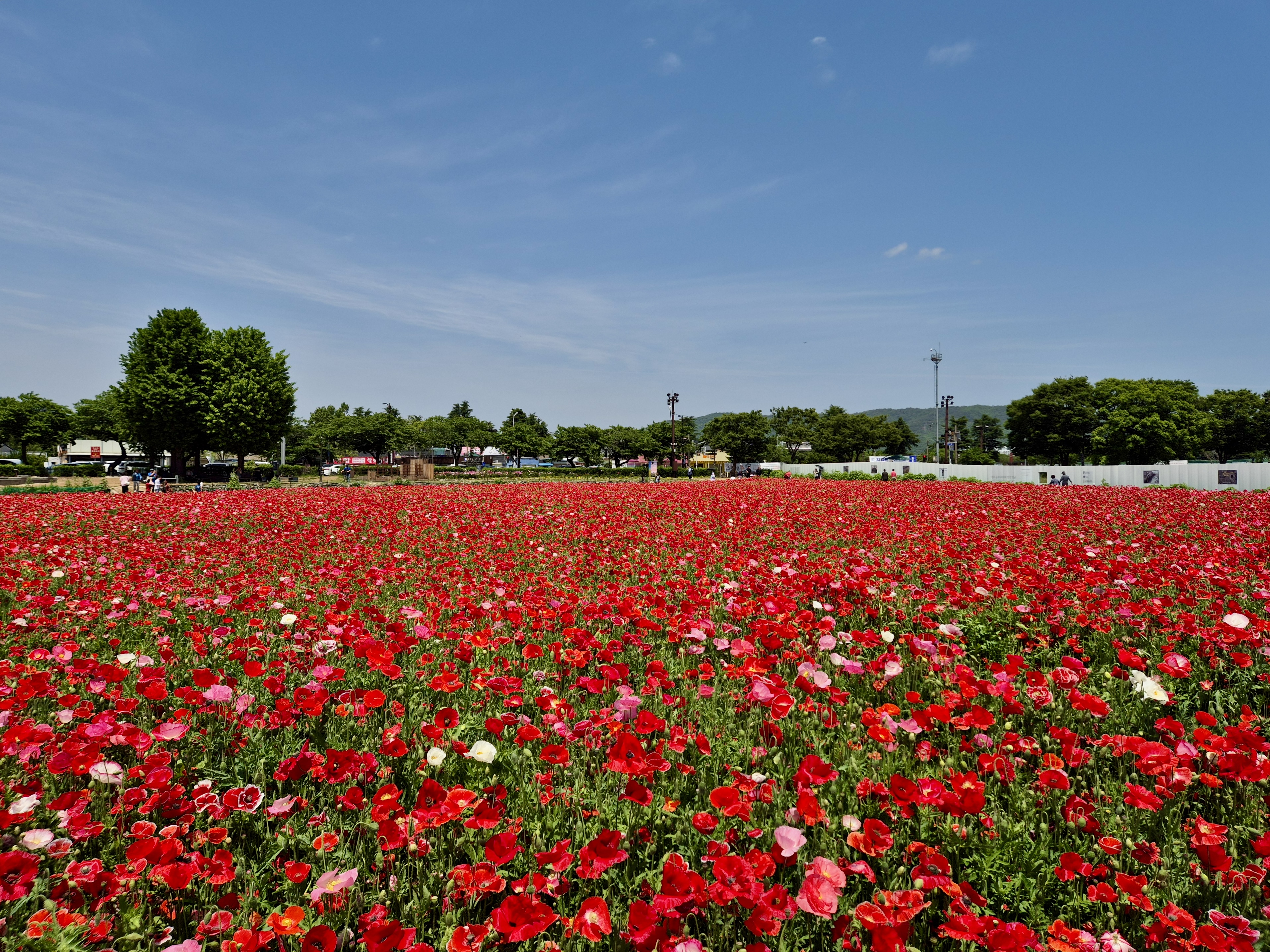 경주양귀비꽃, 경주첨성대, 첨성대양귀비
