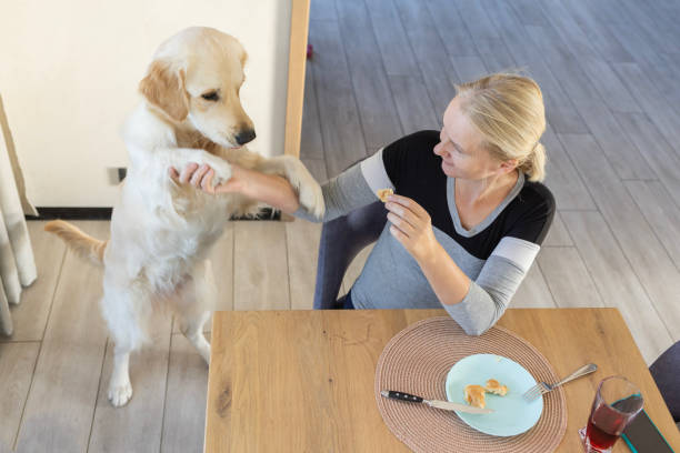 반려동물 식당 추천 5곳|이젠 우리 아이와도 외식하는 시대!