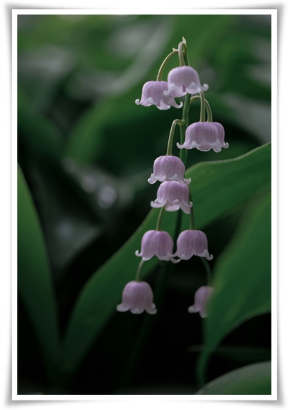 "은방울 꽃" 자연의 아름다움과 신비를 담은 작은 보석!