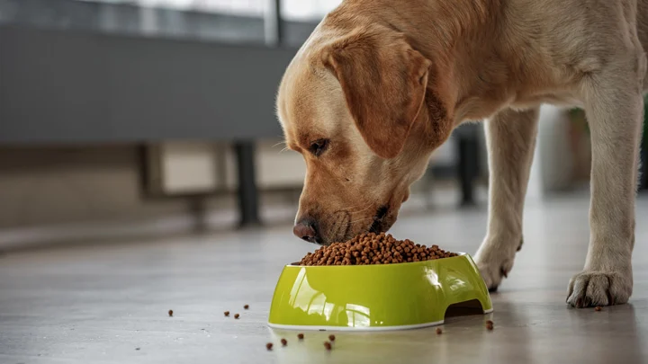 Comprehensive Pet Nutrition Advice: Ensuring a Healthy Diet for Your Furry Friend