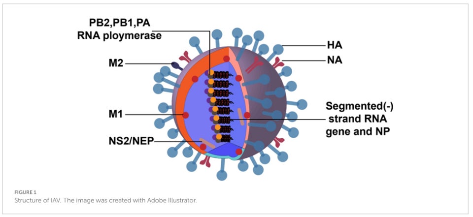 독감 예방접종, 비싼 4가 백신이 더 효과적인가? 3가 vs 4가 차이 완벽 정리 관련 사진