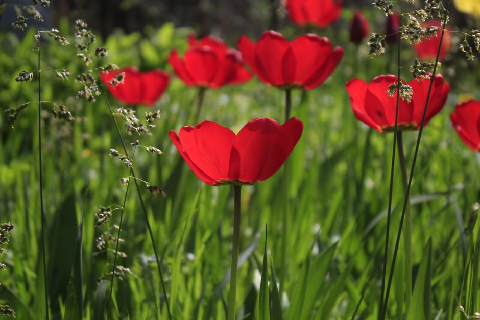 Vibrant red tulips blooming in a lush green spring garden under sunlight.