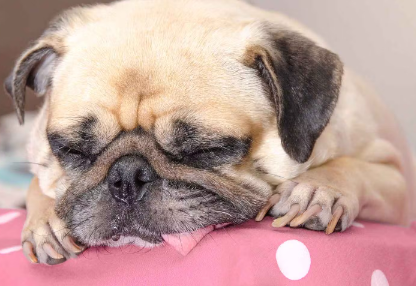 몸이 안 좋아 보이는 개.