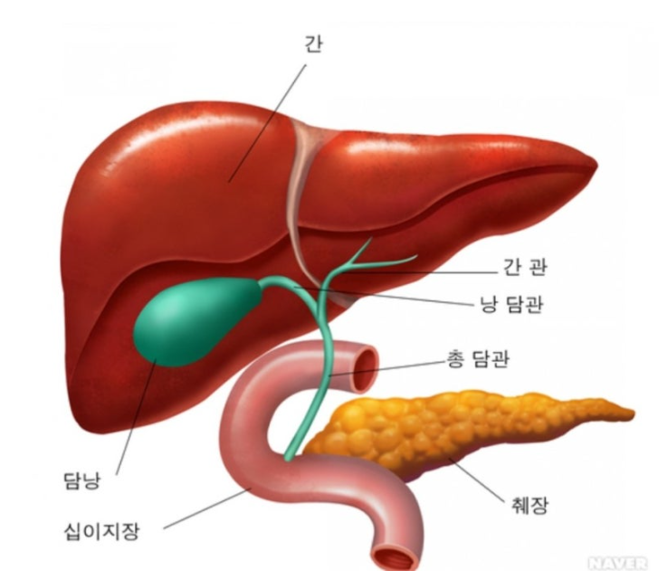 간-담낭-취장의-위치