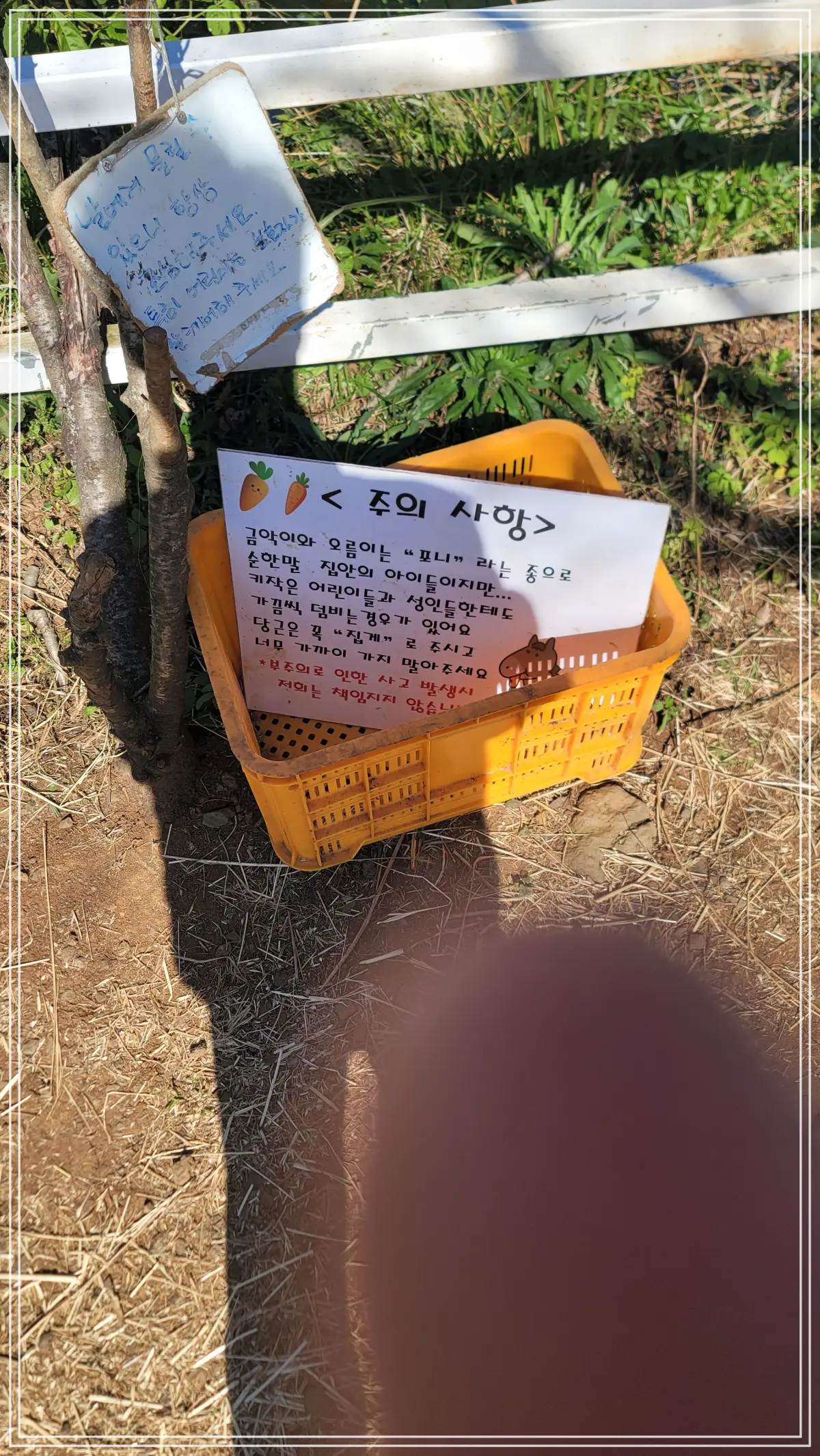 조랑말