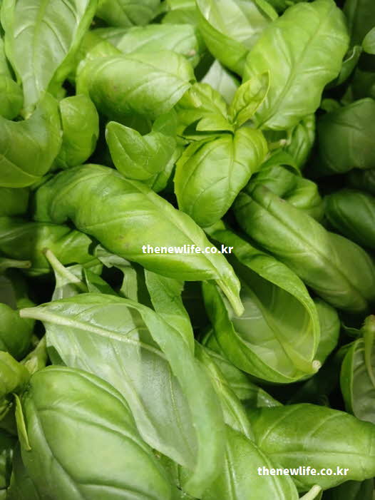 바질 효능 위장 건강 향미 성분