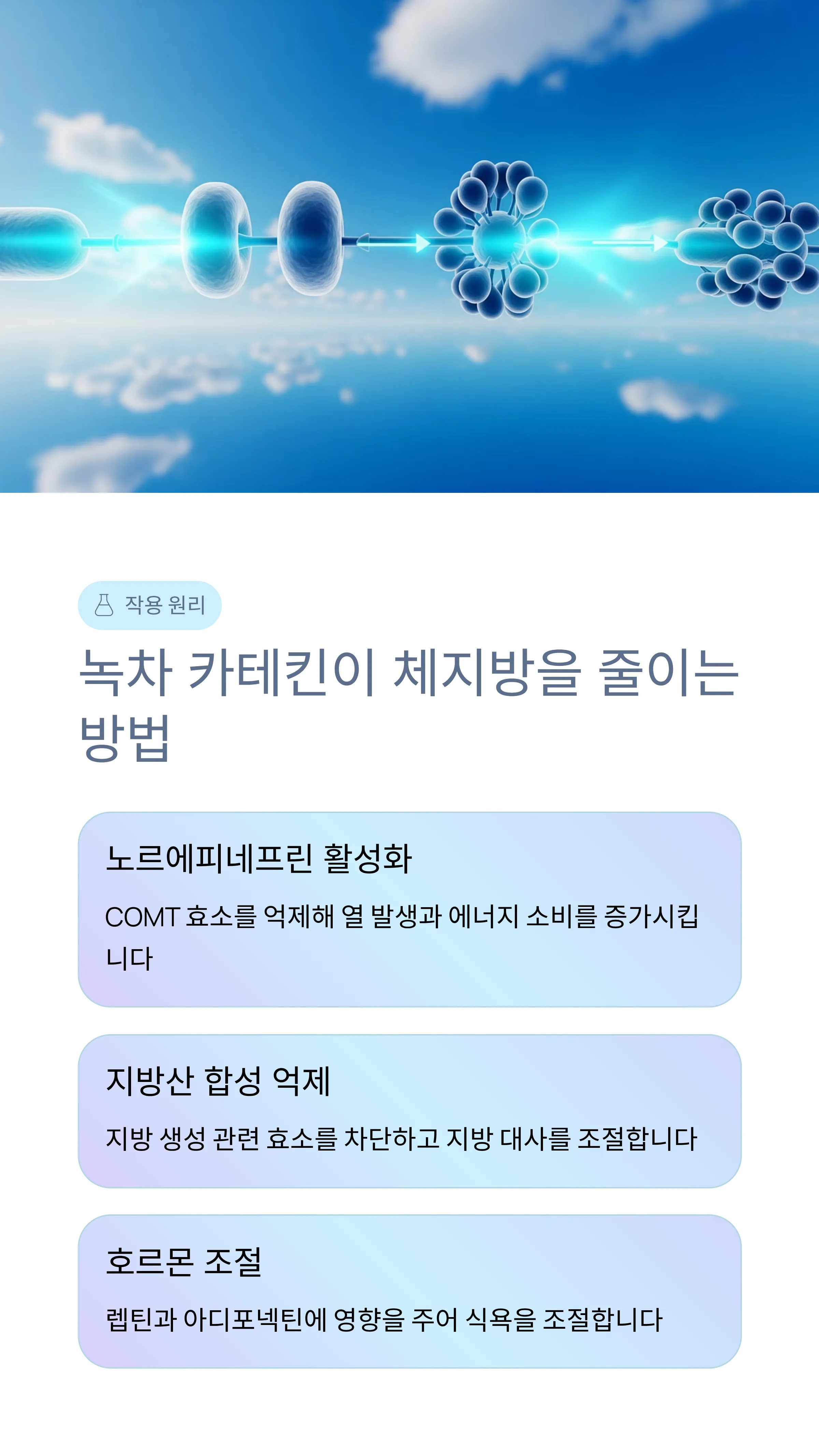 녹차카테킨