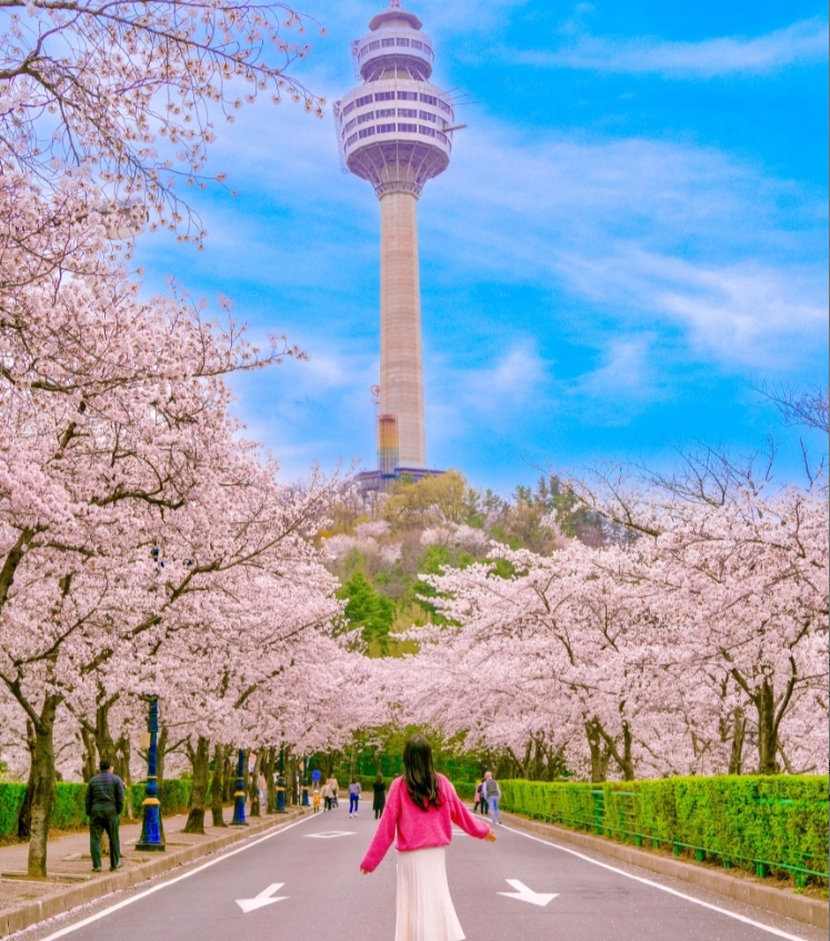 2025 벚꽃 개화시기