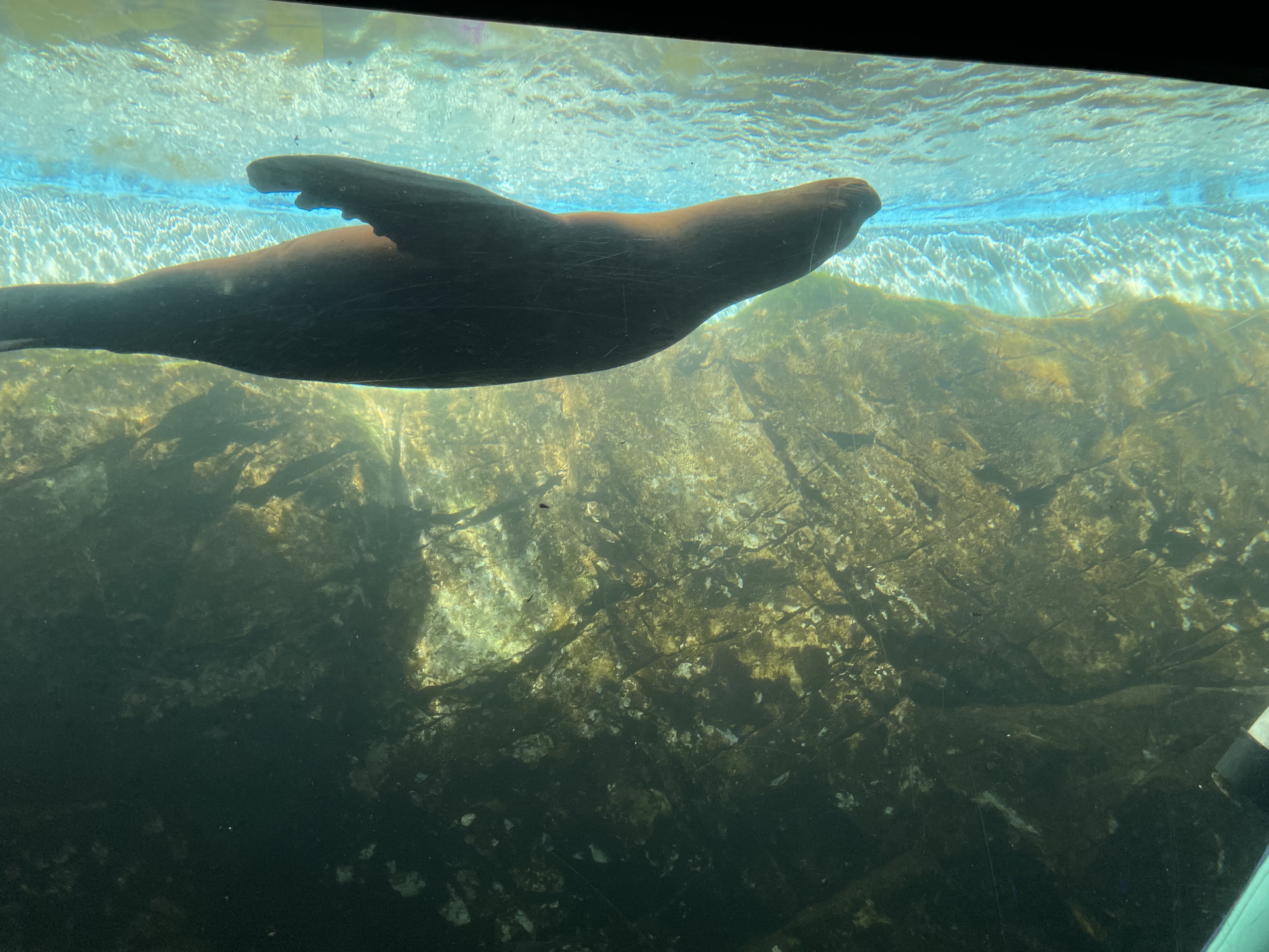 여수 아쿠아플라넷