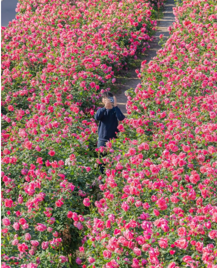 서울 장미축제 일정