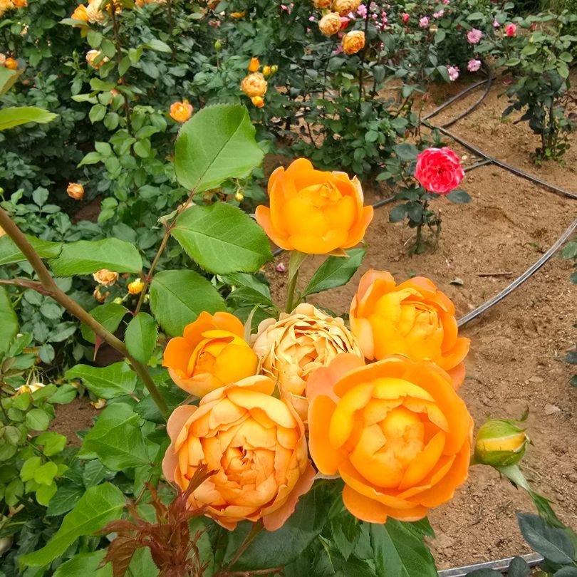 부천백만송이장미원