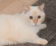 고양이와 함께 사는 집 위치별 &middot; 초효율적 청소 방법