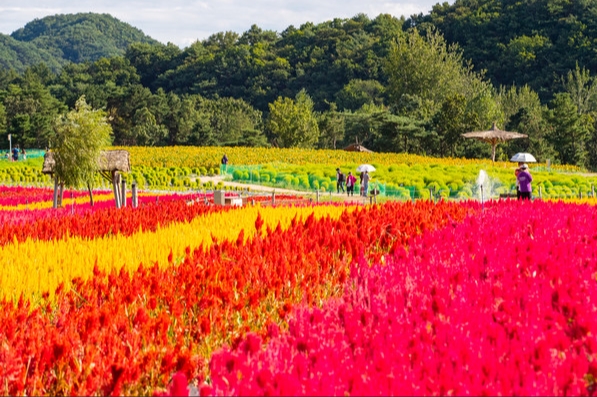 고석정꽃이미지/사진