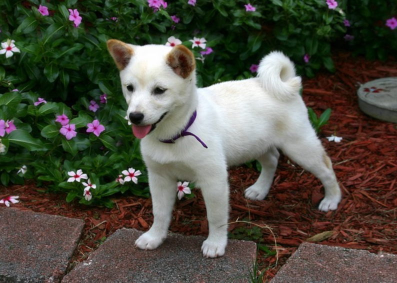 귀가 서있는 흰색 강아지가 서서 꼬리를 말고 있다. 배경 왼쪽에는 흰색과 자주색의 꽃이 피어있다.