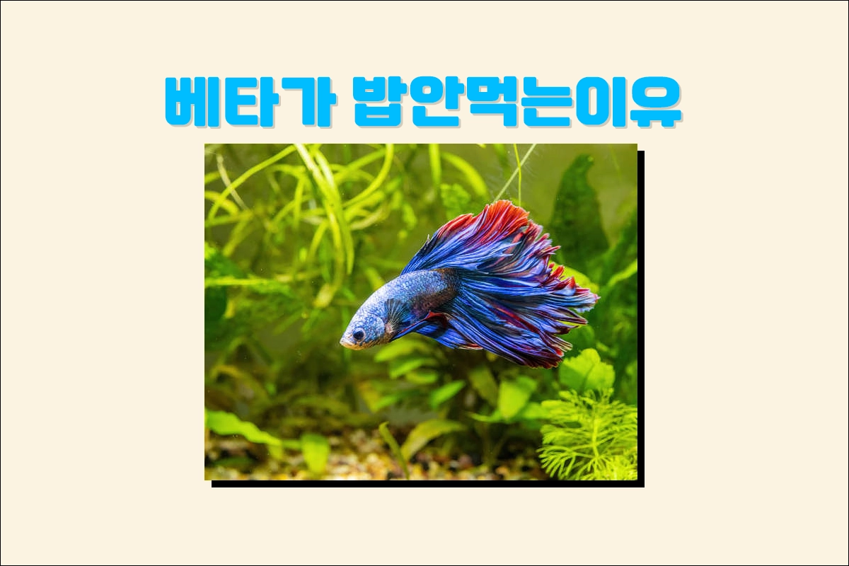 베타 물고기가 밥을 안 먹는 이유