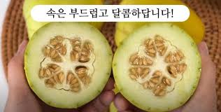 망고참외 관려사진