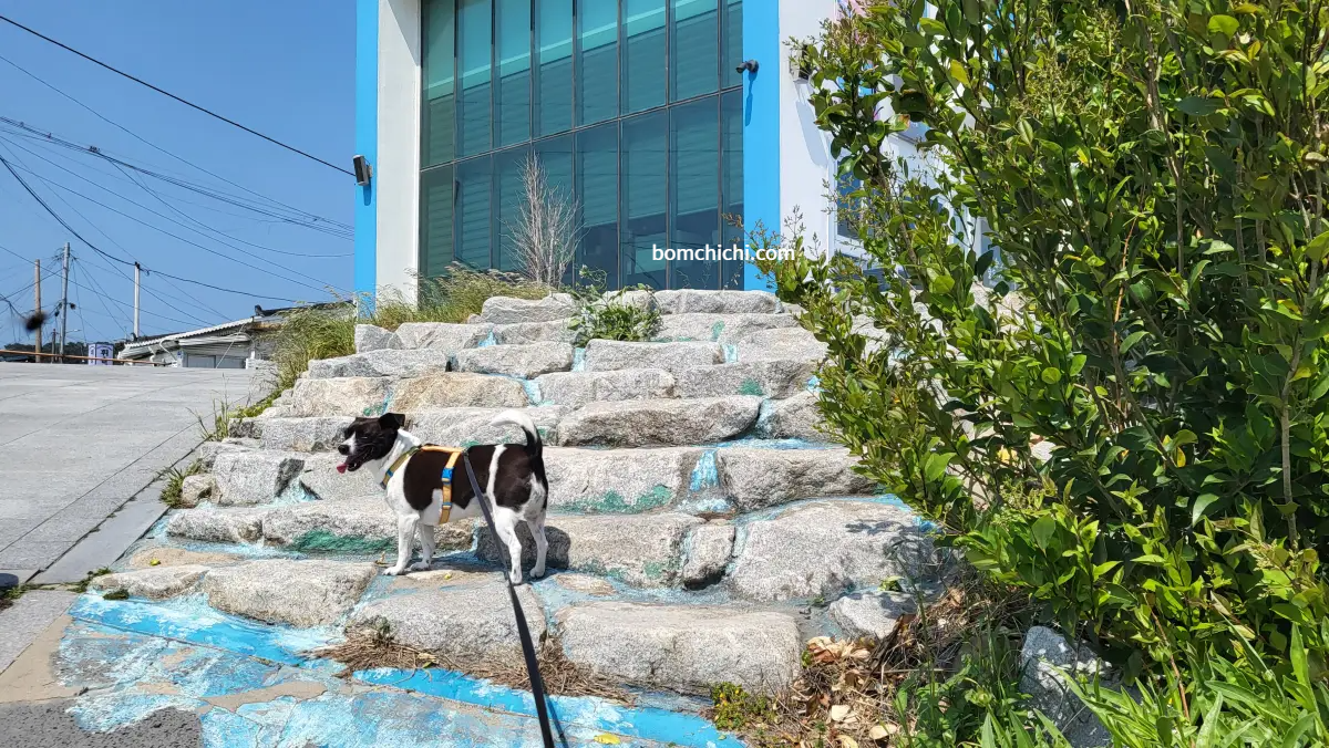 슬도 아트 입구 계단에 서 있는 바둑이 강아지 보미