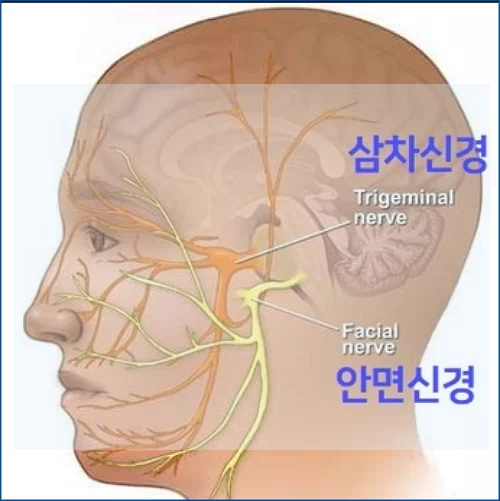 삼차신경