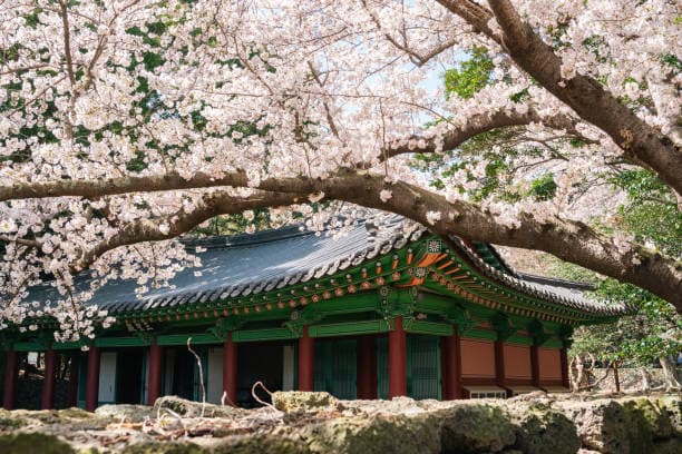 한국 벚꽃 개화 시기