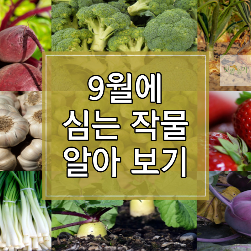 9월에 심는 작물 알아보기 썸네일