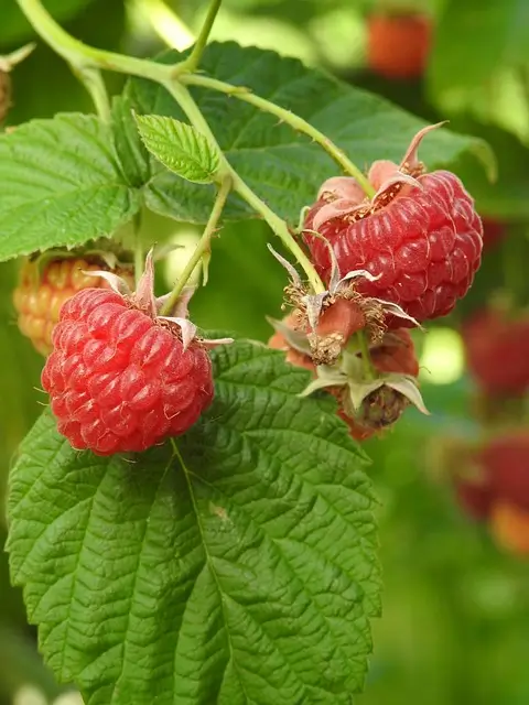 raspberry-3526569_640