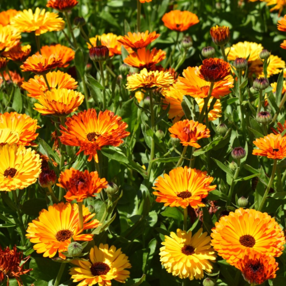 밭에서 자라고 있는 카렌듈라