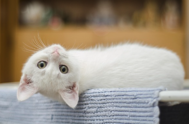 고양이가 싫어하는 냄새 TOP 5 안전하게 사용하는 방법