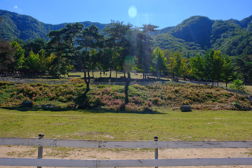 해피초원목장 푸른 풍경