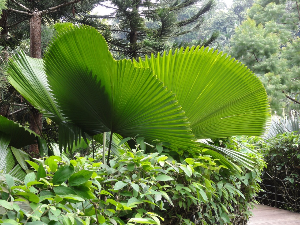 싱가포르 여행 추천 싱가포르 보타닉 가든