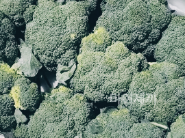 중국산 브로콜리 크기 색상 가격