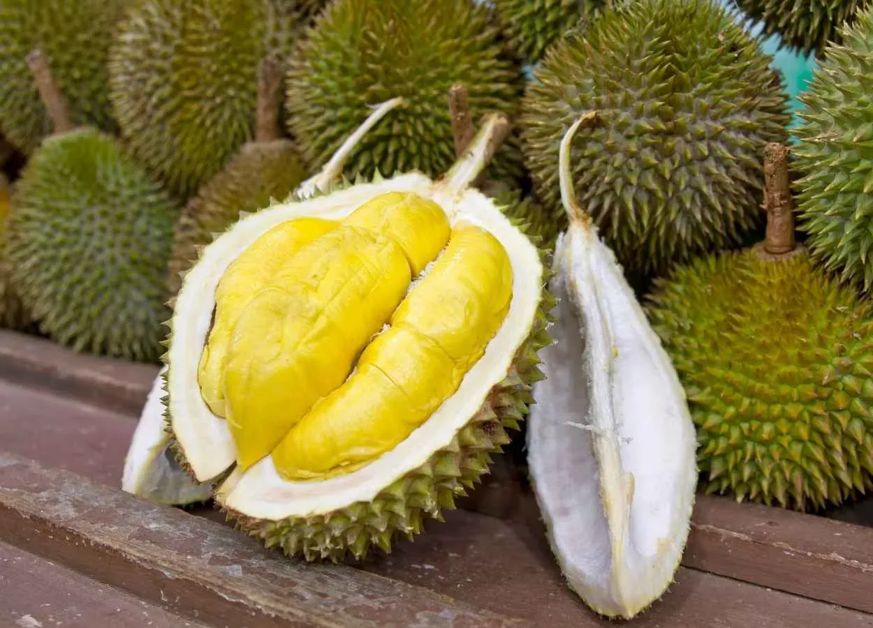 두리안 외형